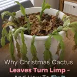 The 5 Most Laxative Foods in the World: Nature’s Gentle Solution for Digestive Health