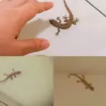 These ideas are amazing