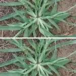 Never uproot this plant if it appears in your garden…See more