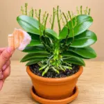 Best Homemade Herbicide: A Simple Non-Toxic Solution for Unwanted Weeds
