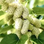 Chia Seeds: Evidence-Based Health Benefits and Nutrition Facts